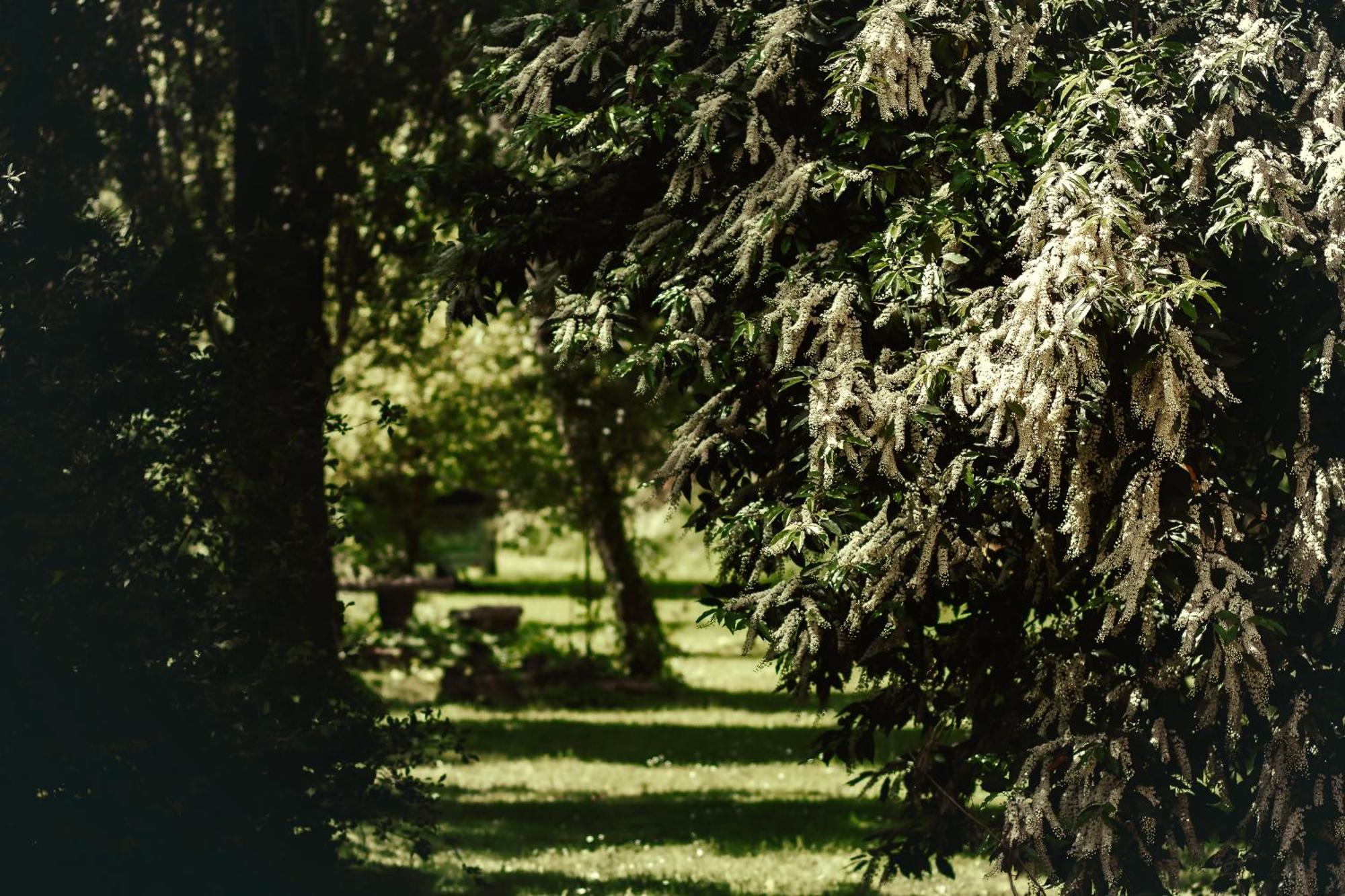 Le Chateau De Sorgues Cornus Dış mekan fotoğraf